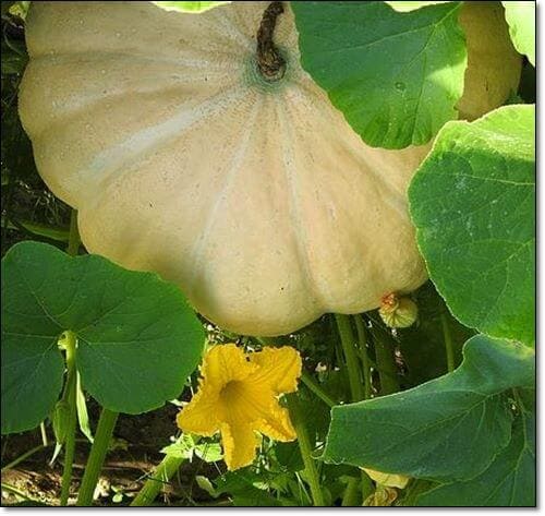 림프 순환을 돕는 음식 5가지 호박