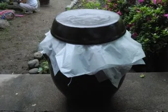 매실액기스 효능 해독 작용 숙취 건강 효과 정리_2