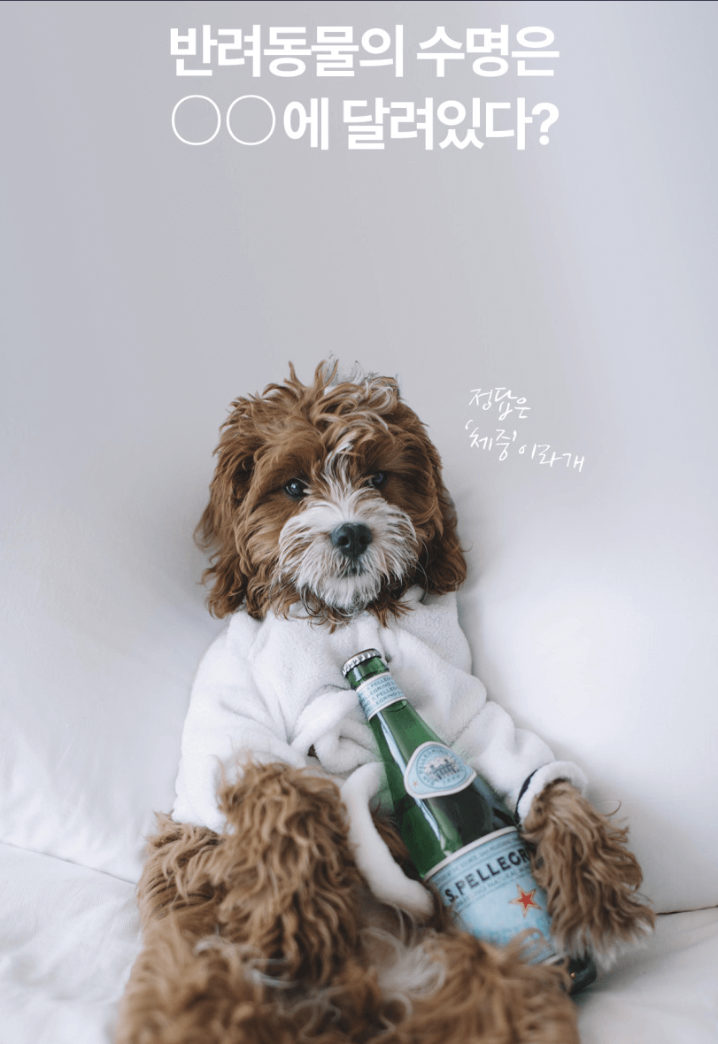 버틀랩 AF균주 항염유산균 LF42프로바이오틱스 장건강과 체중관리