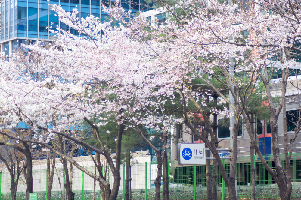 2023년 3월 29일 최근 금천구 벚꽃십니길 근황