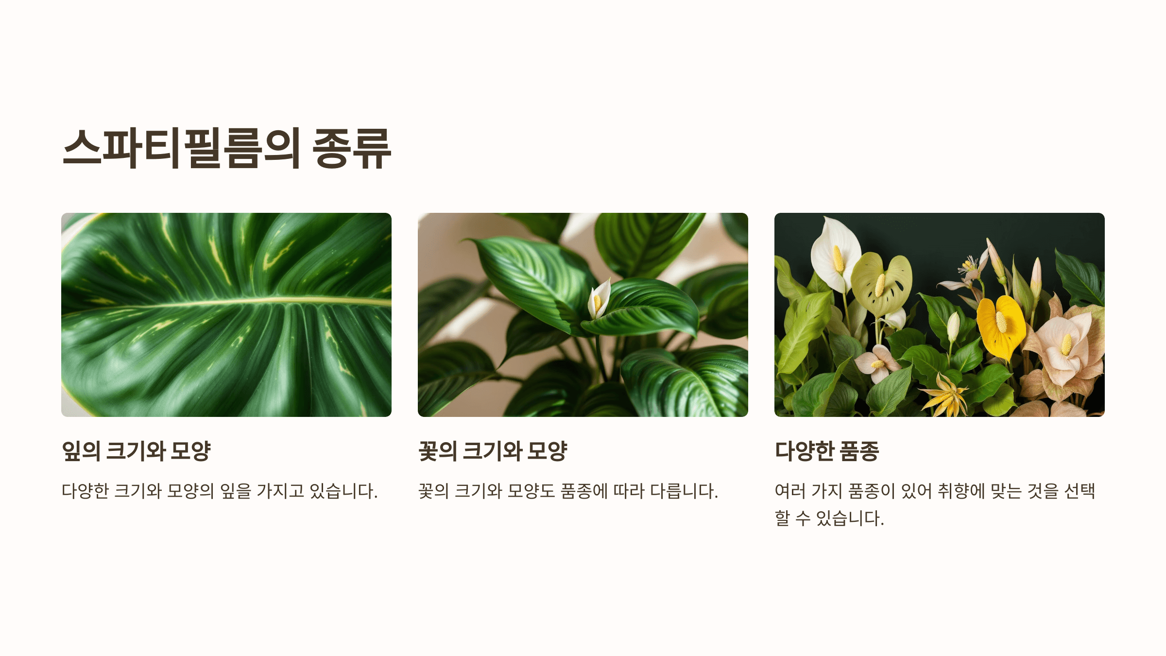 스파티필름과 관련된 사진입니다.