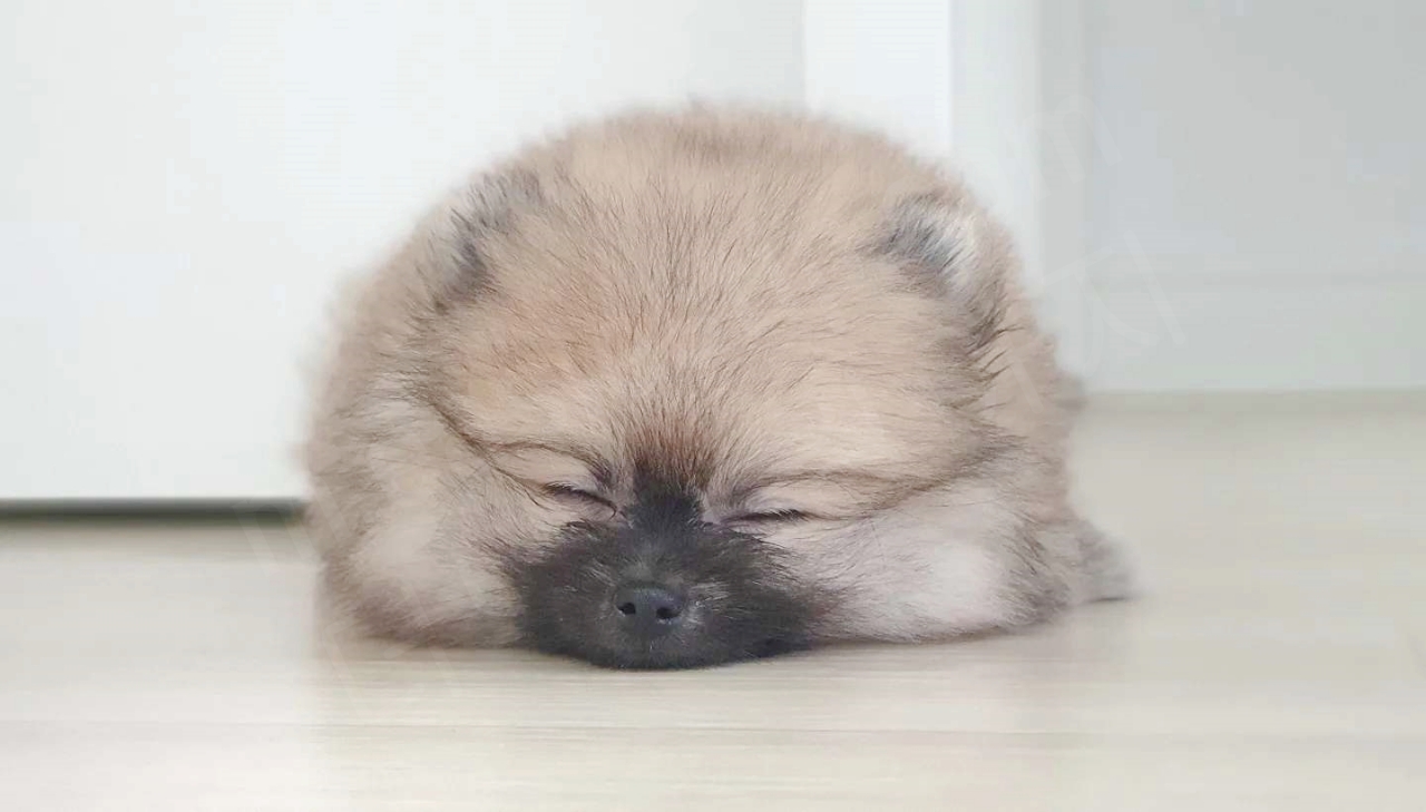 동그란 인절미 찹쌀떡 같은 강아지