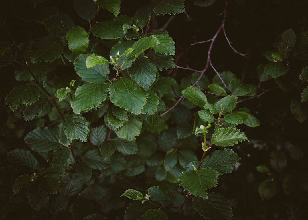 'Nature'