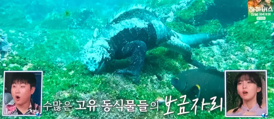 갈라파고스