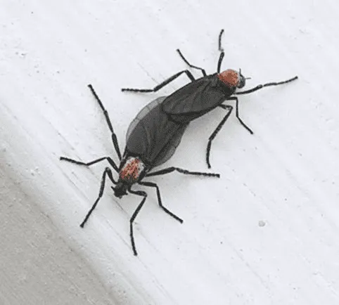 러브버그의 원산지와 갑자기 늘어난 이유는 뭔가요?