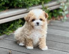 말티푸 / 출처:어도비스톡