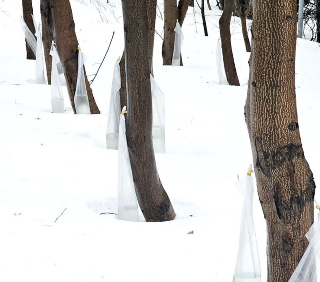 고로쇠물 효능, 고로쇠물 부작용, 고로쇠물 먹는 법, 고로쇠물 보관법, 고로쇠물 혈당, 고로쇠물 다이어트, 고로쇠물 위장 장애, 고로쇠물 면역력, 고로쇠물 숙취 해소, 고로쇠물 뼈 건강