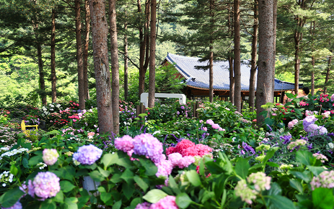 아침고요 수국 전시회 축제