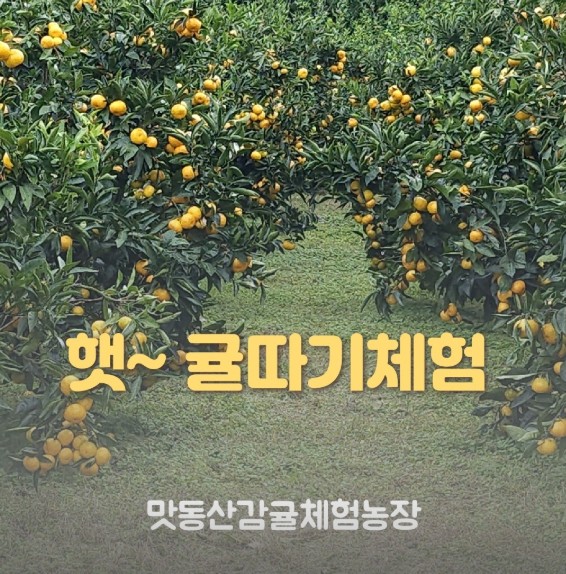 제주 그린향 맛동산감귤체험농장