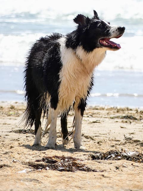 천안강아지학대사건
