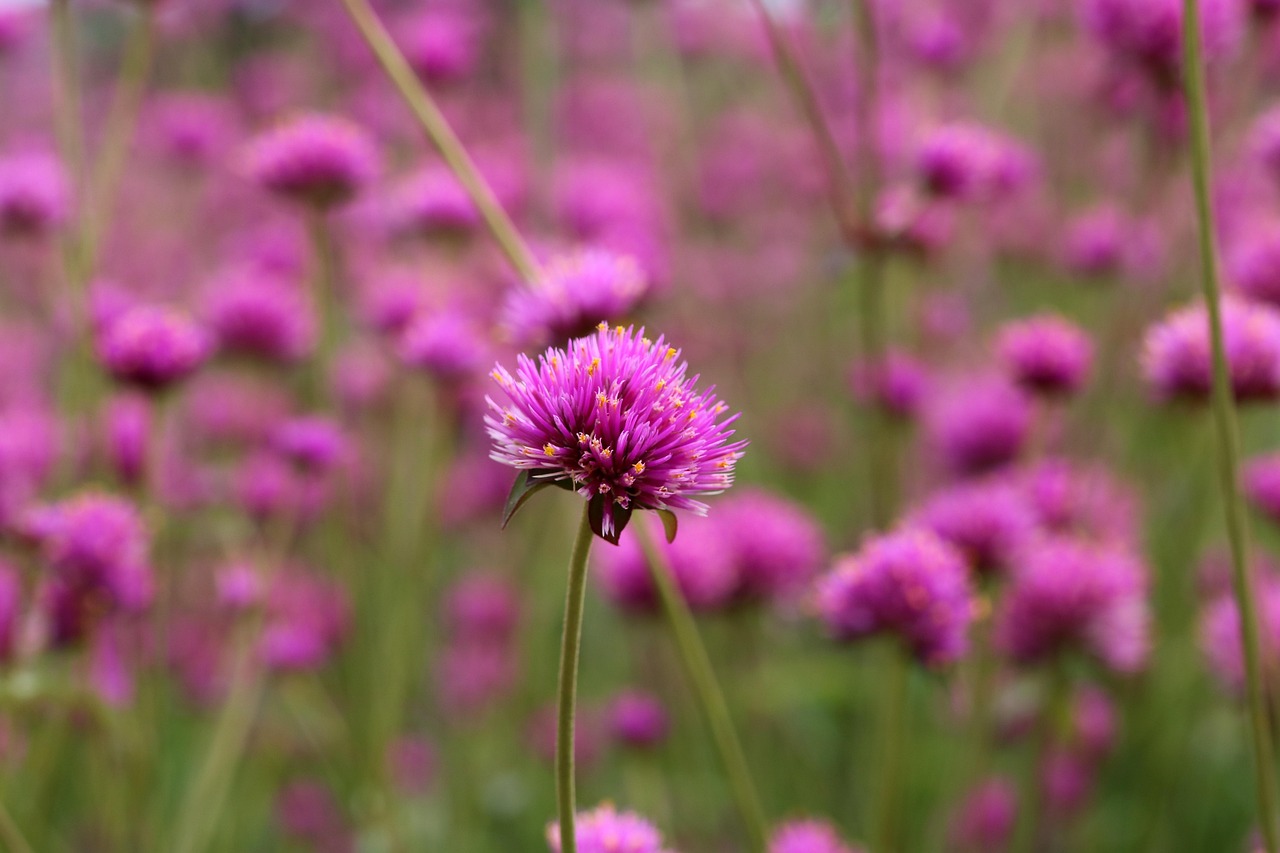 예쁜 천일홍 근접사진