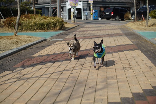 애견 사료, 단순한 먹이를 넘어선 과학과 사랑의 결정체