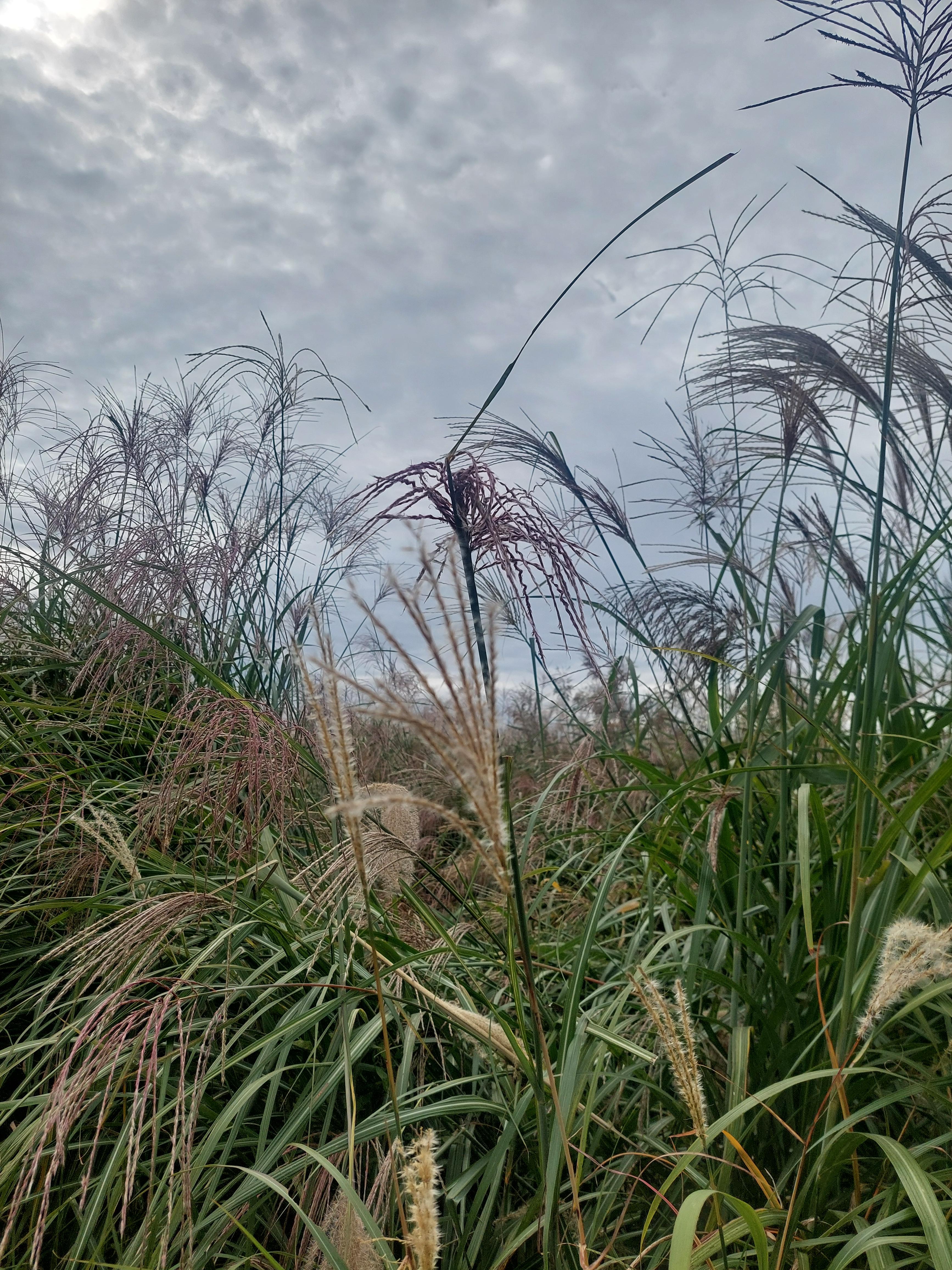 하늘공원