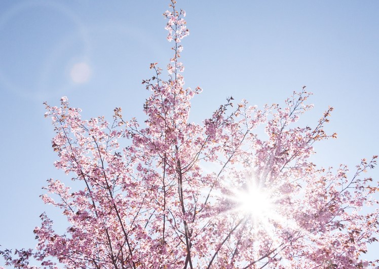 2025년 벚꽃축제 진해 군항제&체리블라썸 뮤직페스티벌 예매 방법