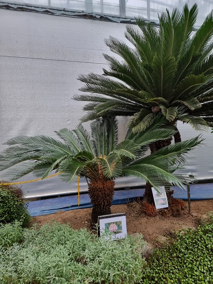 청주랜드-소철암꽃