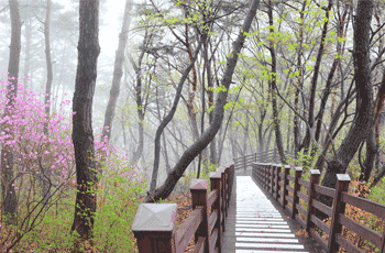 강천산 산림욕장 데크 모습