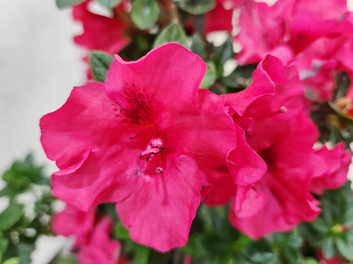 아젤리아(서양철쭉)