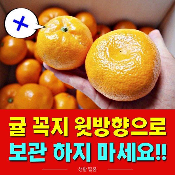 귤 오래 보관하는 방법,귤 보관법,귤 오래두고 먹는방법,귤 꼭지 위로,팁줌 매일꿀정보