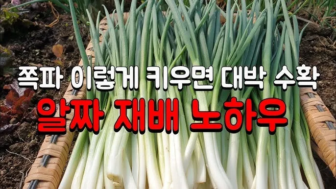 리크 재배 분주 심기 북주기 통풍 관리_3