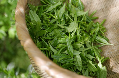 지방간에 좋은 음식