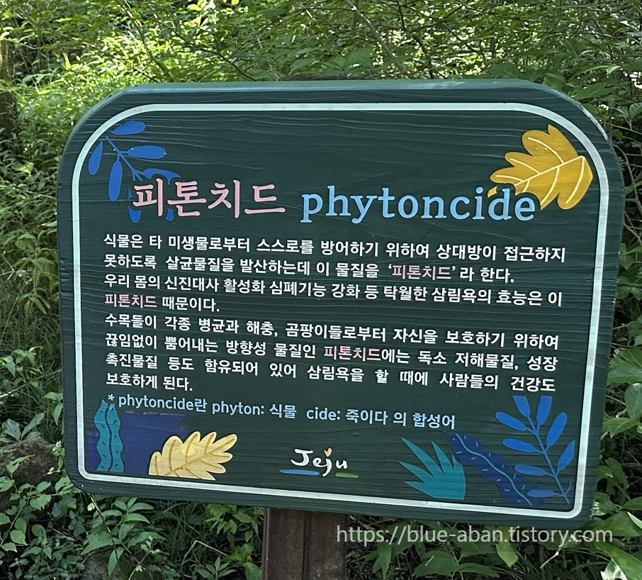 피톤치드 설명