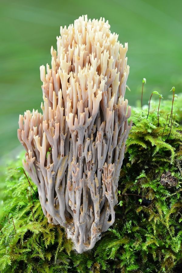 땅위의 고기라 불리는 버섯의 종류에 대해 알아보기