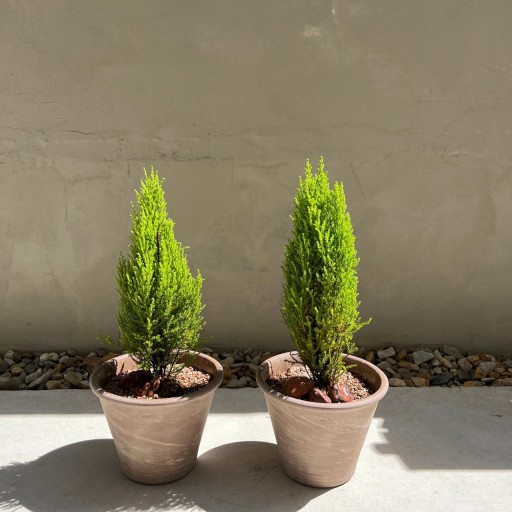 골드크레스트 윌마(monterey cypress) 또는 율마의 모습