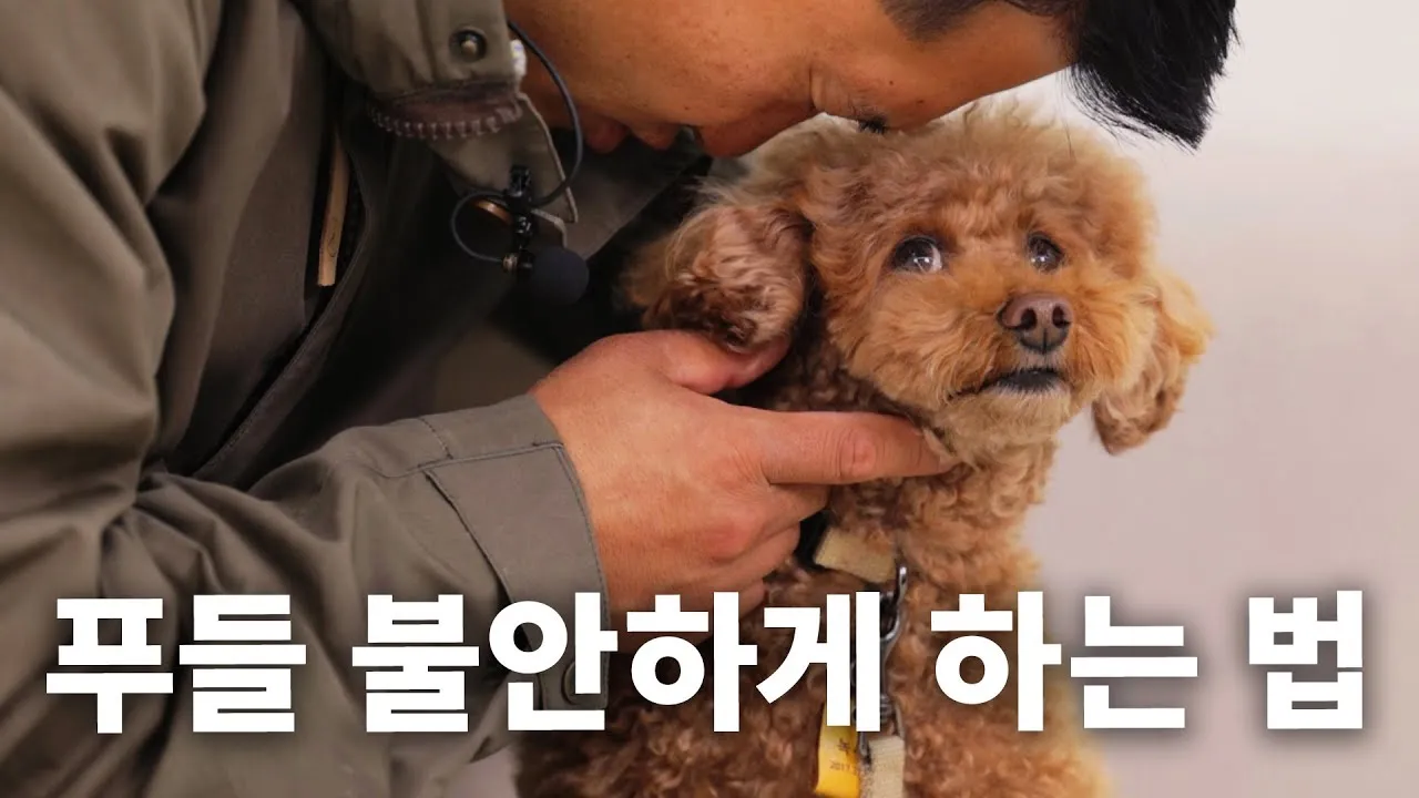 푸들 종류 토이푸들 실버투들 분양 가격 성격_2