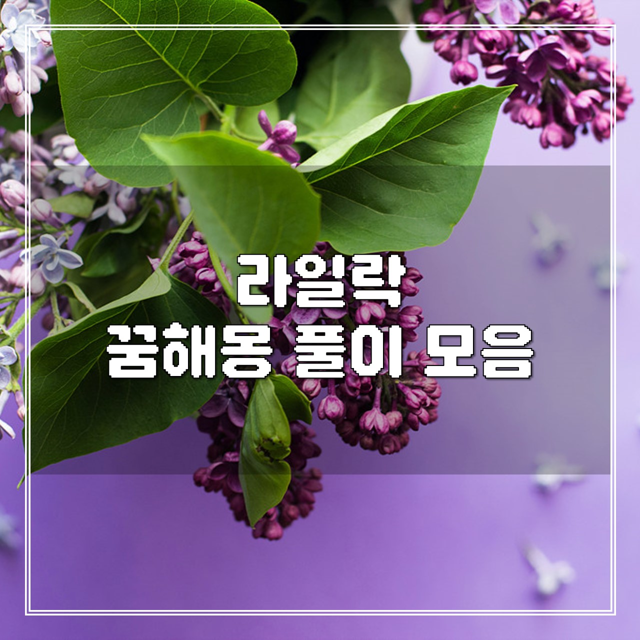 라일락 꿈, 꿈해몽 풀이 모음 썸네일