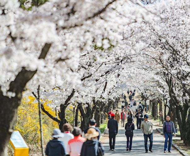 경산 벚꽃