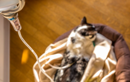 링거 맞고 있는 고양이 사진.