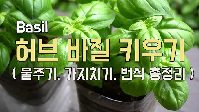 바질 키우기 물주기 수확시기 가지치기 향 유지 실내 허브 가이드_8