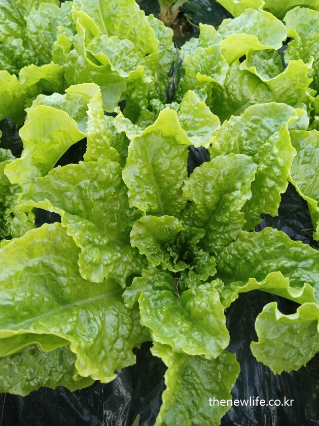 Focus on central leaves of green leaf lettuce – 청상추 중심부의 생생한 잎 모습 확대 장면
