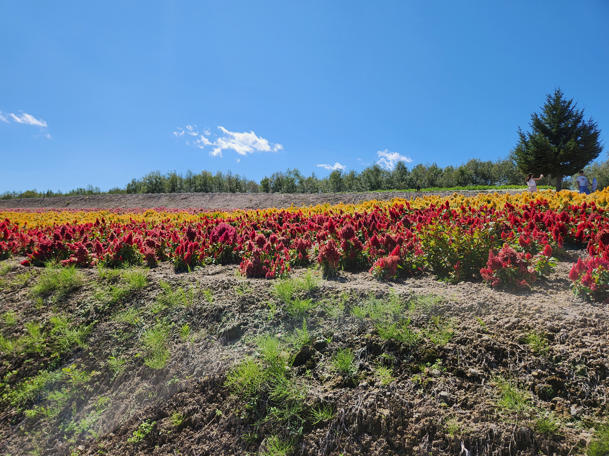 사계체 언덕 - 23