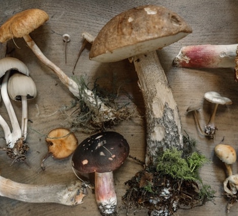 송이버섯 채취시기 채취방법