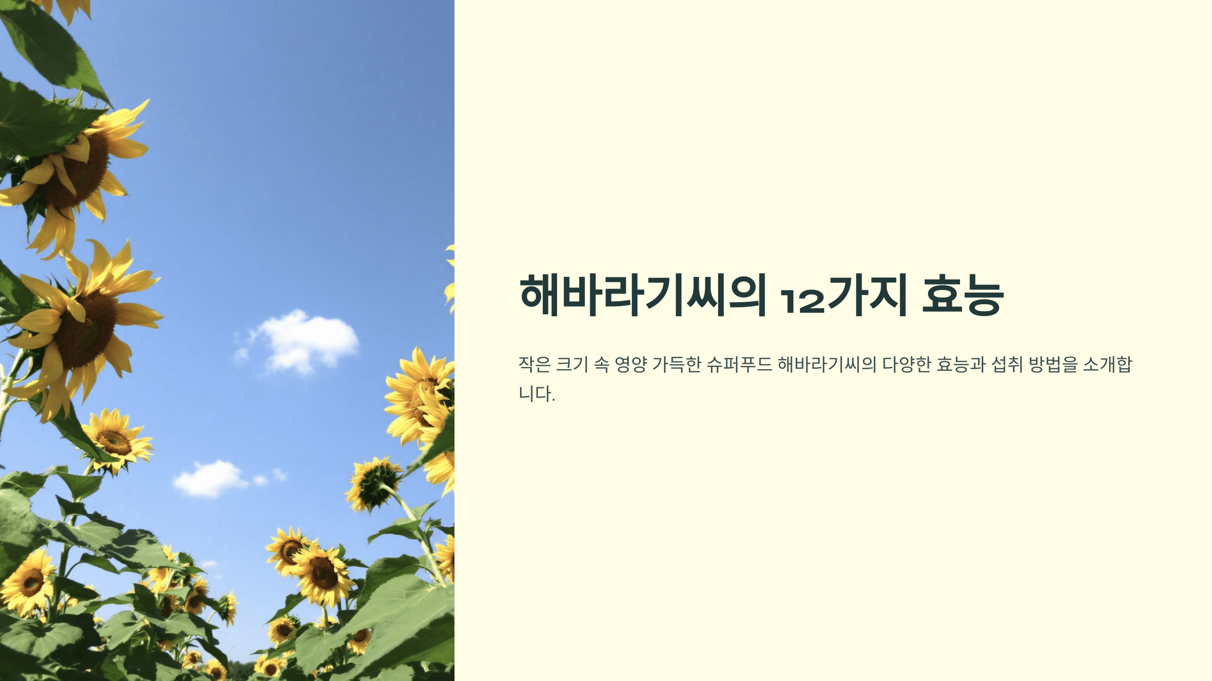 해바라기씨 사진입니다.