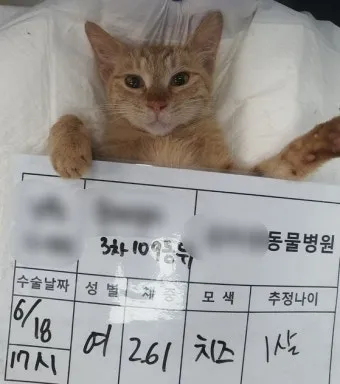 고양이 중성화 비용 수술시기 관리_5