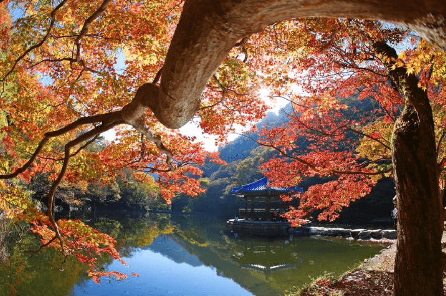 내장산 단풍시기, 절정, 축제