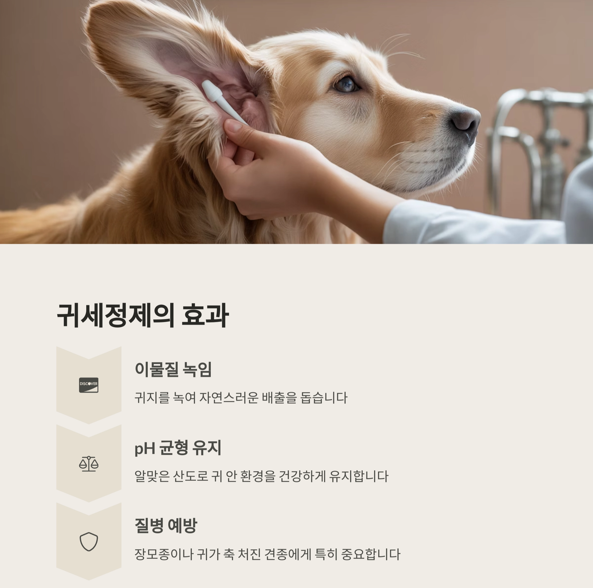 강아지 귀청소, 면봉은 금물! 전용 귀세정제가 필요한 이유