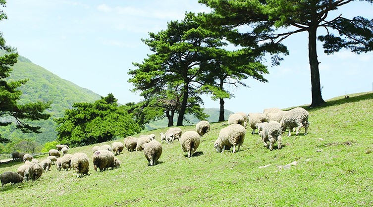 무등산 양떼 목장(1)