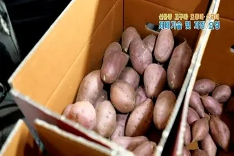고구마 품종 호풍미 소담미 파종 심기 최적 시기_7
