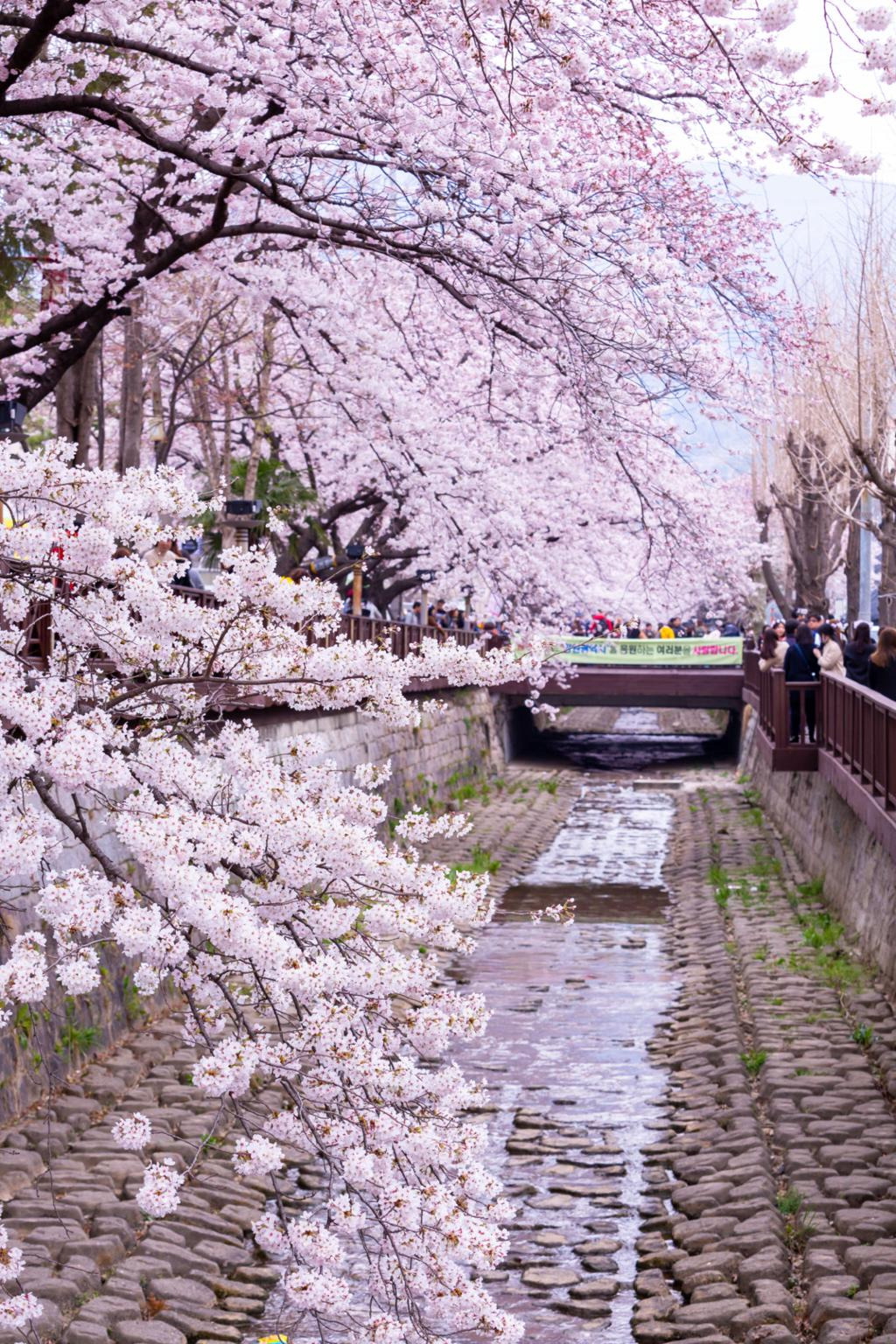 벚꽃 만개 시기, 여행 코스 확인하러 가기