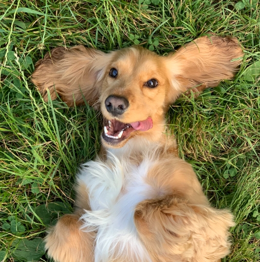 강아지 건강 체크리스트: 예방접종과 구충제 관리법