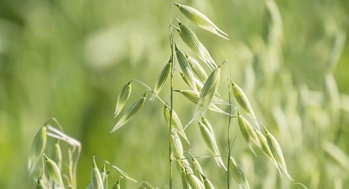 오트 베타글루칸 효능 부작용 및 베타글루칸이 들어간 음식