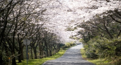 제주한라산 벚꽃길