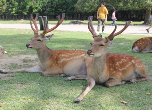 오사카 여행 코스