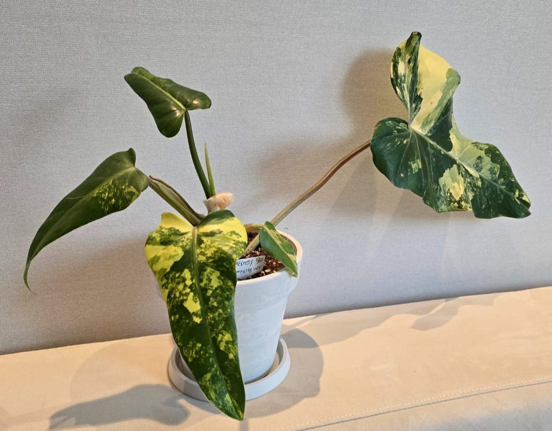 필로덴드론 도메스티컴바리에가타 분갈이 완성한모습