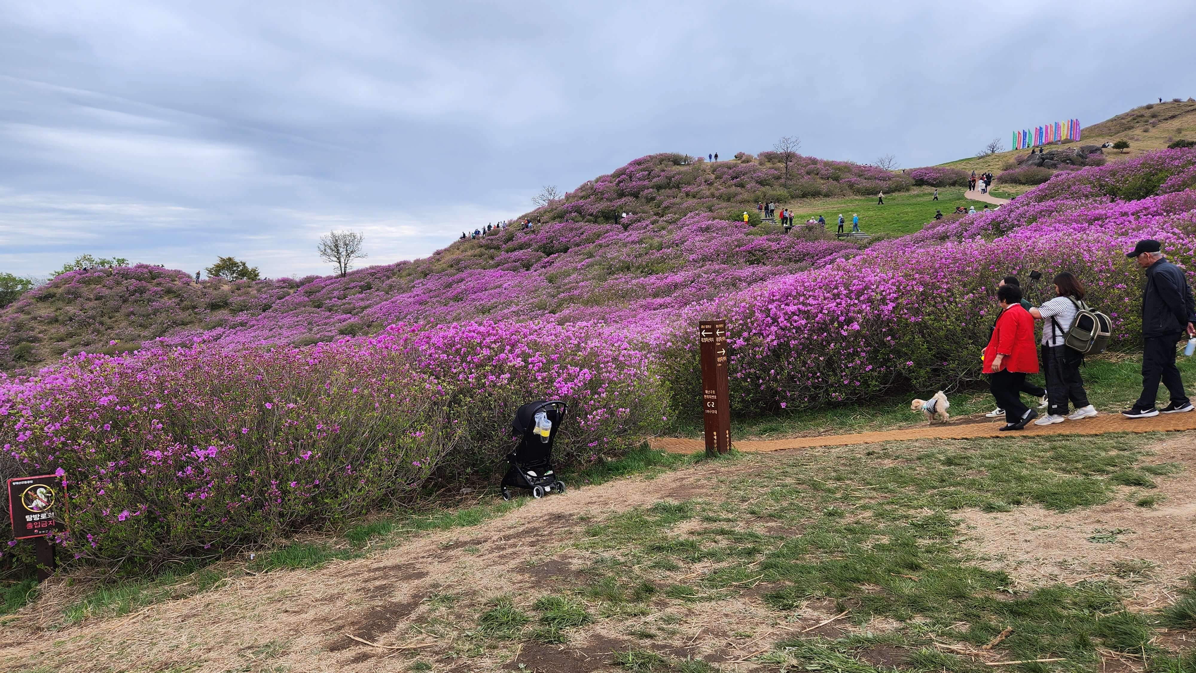 황매산 철쭉축제 사진