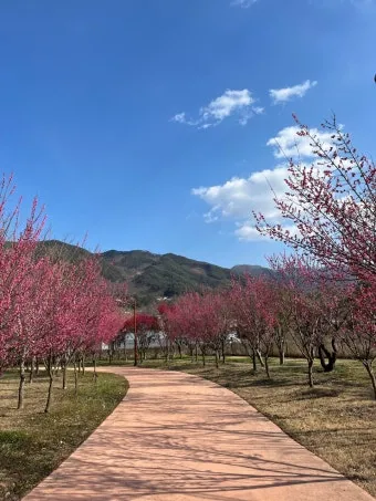 구례 가볼만한곳 베스트10 섬진강 벚꽃길 사성암 드라이브_13