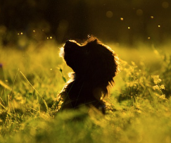 강아지 나오는 꿈 해몽, 상징적 의미와 상황별 해석(+태몽 확인)